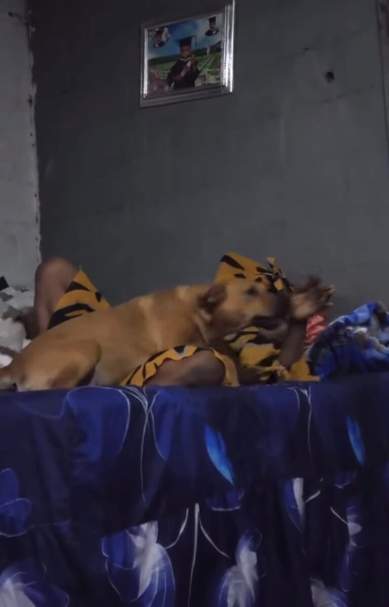 The woman playing with dog video